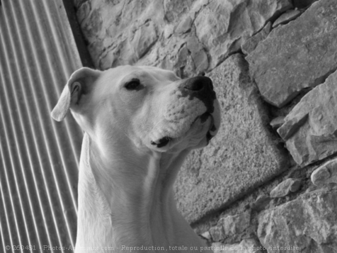 Photo de Dogue argentin