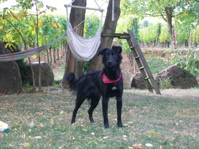 Photo de Border collie