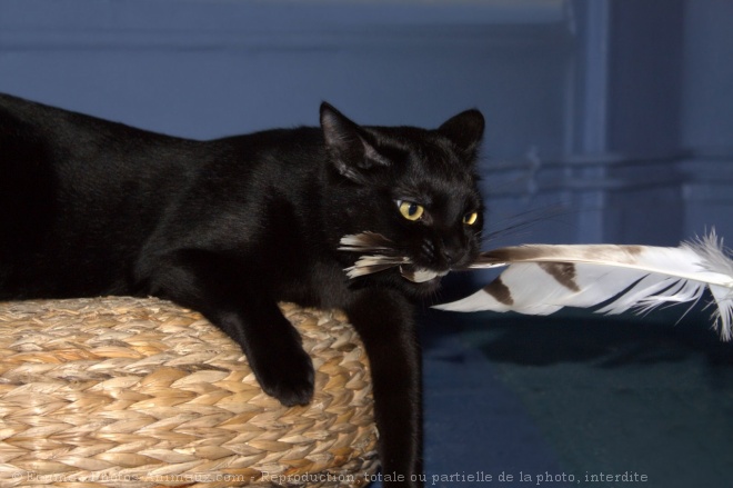 Photo de Chat domestique