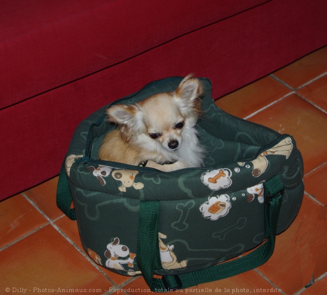 Photo de Chihuahua  poil long