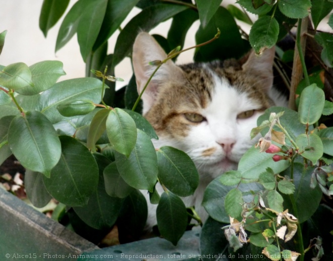 Photo de Chat domestique