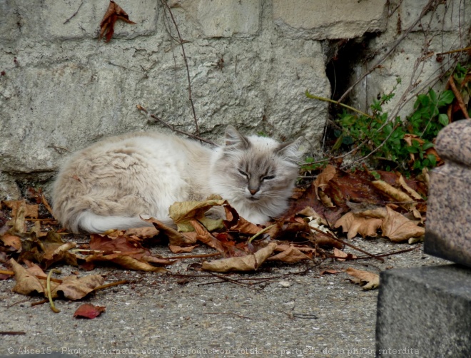 Photo de Chat domestique