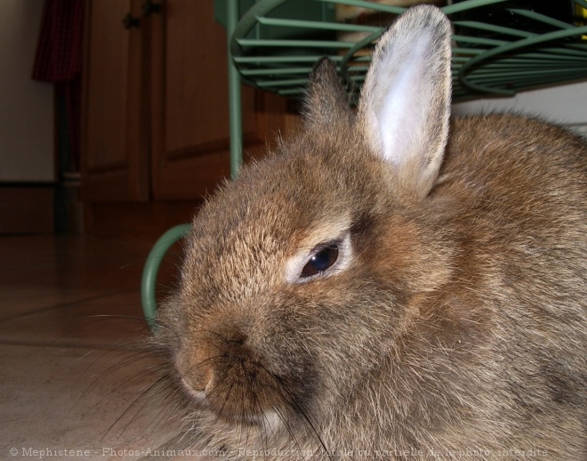 Photo de Lapin