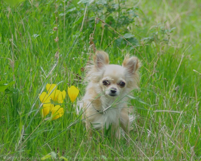 Photo de Chihuahua  poil long