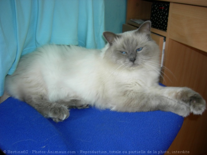 Photo de Ragdoll