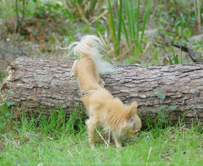 Photo de Chihuahua  poil long