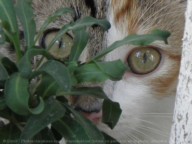 Photo de Chat domestique