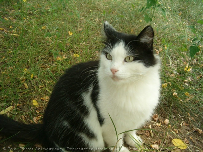 Photo de Chat domestique