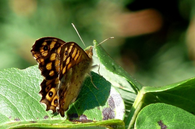 Photo de Papillon