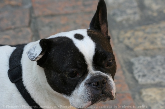 Photo de Boston terrier