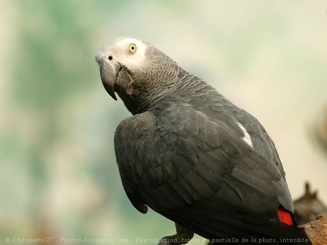 Photo de Perroquet - gris du gabon