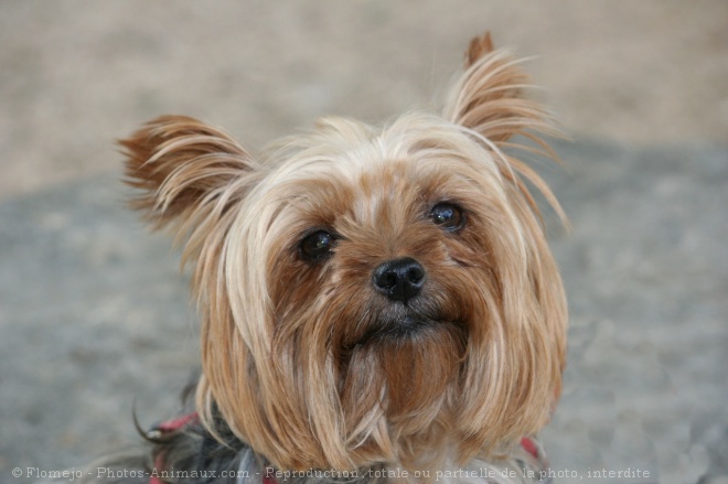 Photo de Yorkshire terrier