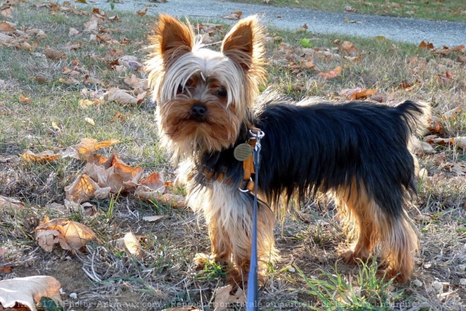 Photo de Yorkshire terrier