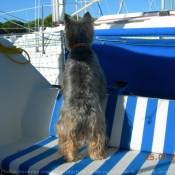 Photo de Yorkshire terrier