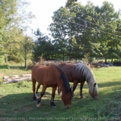 Photo de Races diffrentes