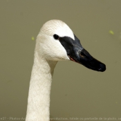 Photo de Cygne