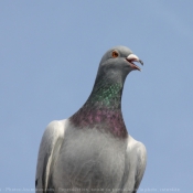 Photo de Pigeon