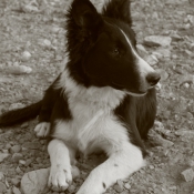 Photo de Border collie