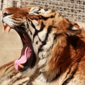 Photo de Tigre