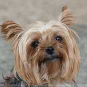 Photo de Yorkshire terrier