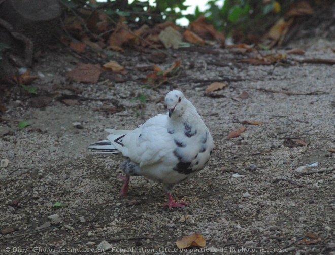 Photo de Pigeon