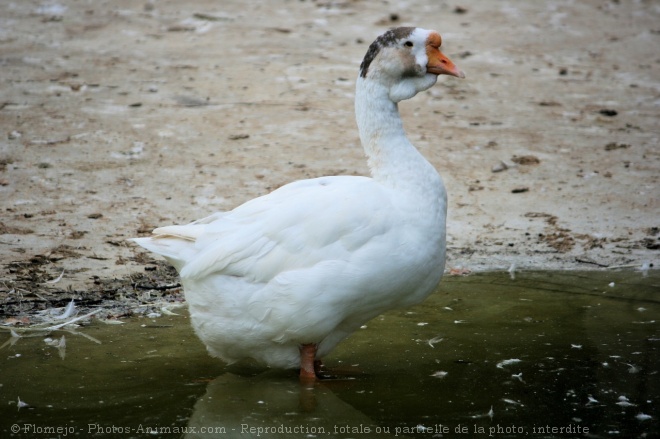 Photo d'Oie de guine