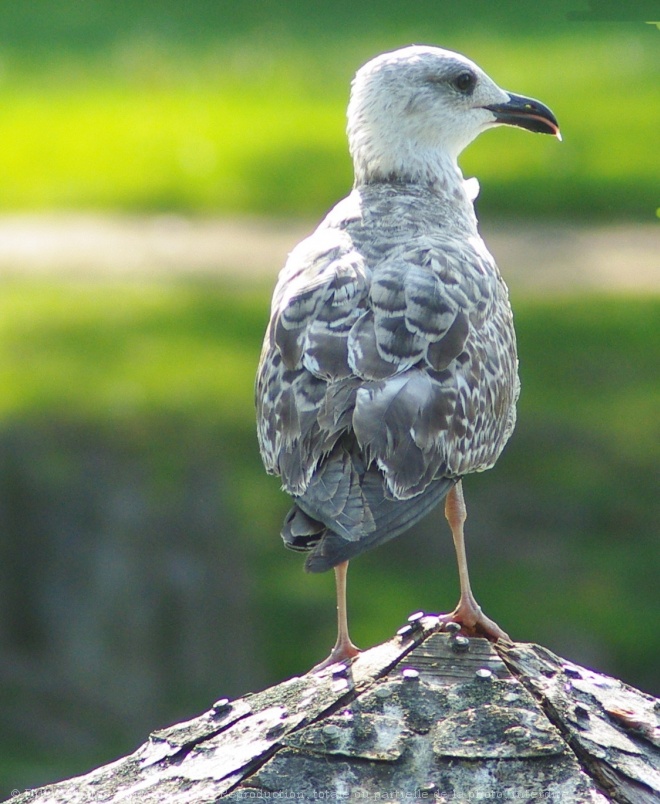 Photo de Mouette