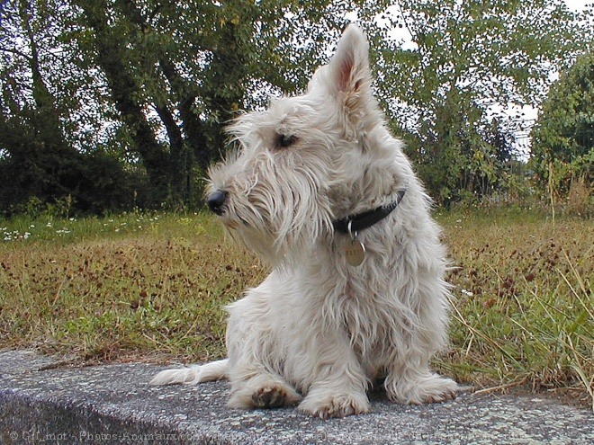 Photo de Scottish terrier