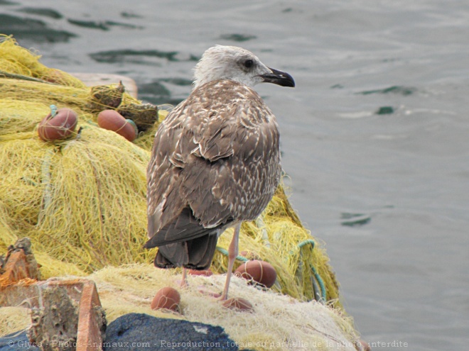 Photo de Mouette