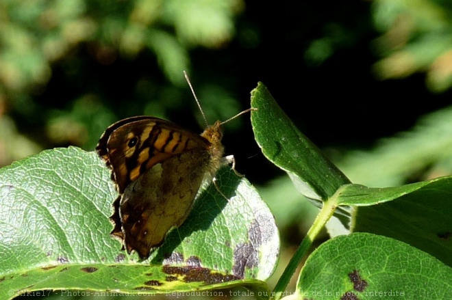 Photo de Papillon