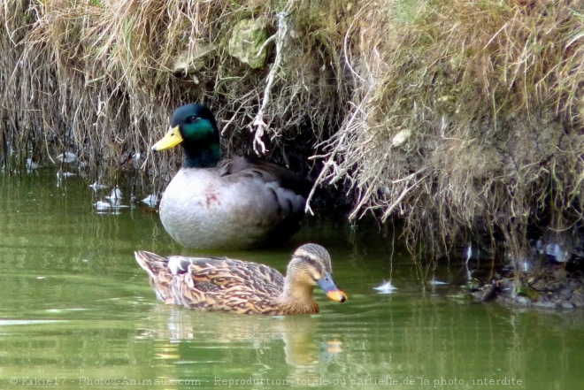 Photo de Canard