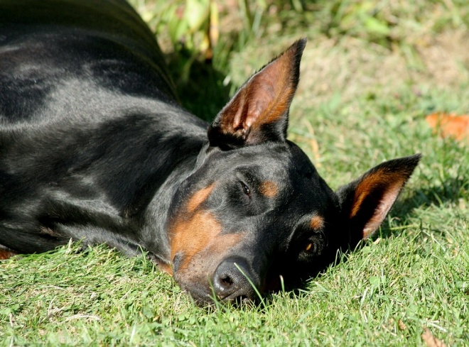 Photo de Dobermann