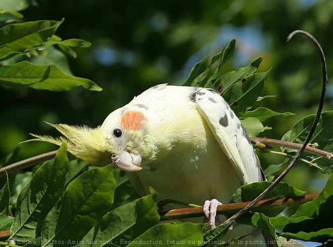 Photo de Perruche calopsitte