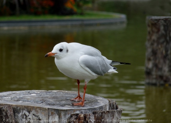 Photo de Mouette