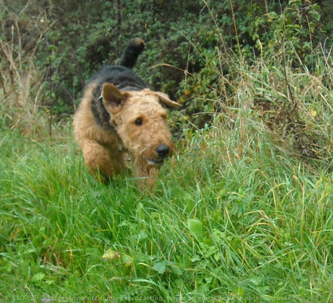 Photo d'Airedale terrier