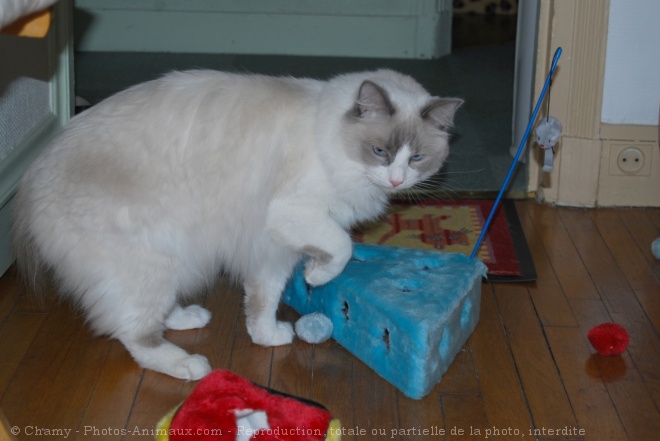 Photo de Ragdoll