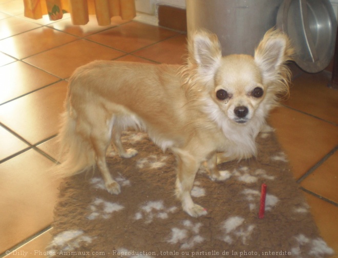 Photo de Chihuahua  poil long