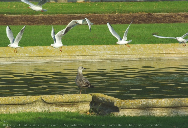 Photo de Mouette