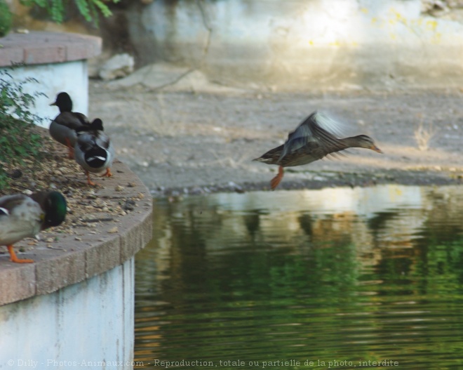 Photo de Canard colvert