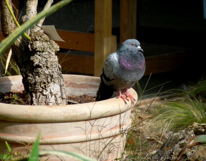 Photo de Pigeon