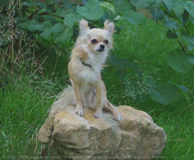 Photo de Chihuahua  poil long