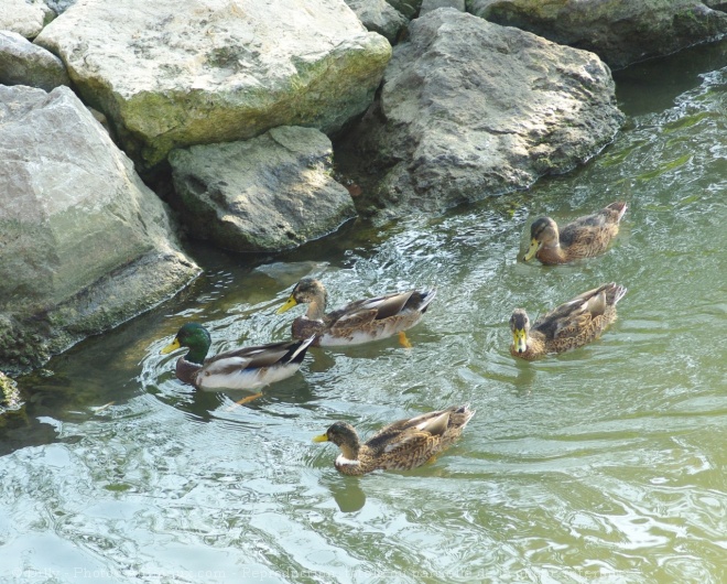 Photo de Canard colvert