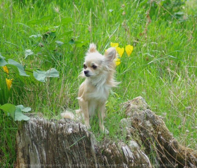 Photo de Chihuahua  poil long