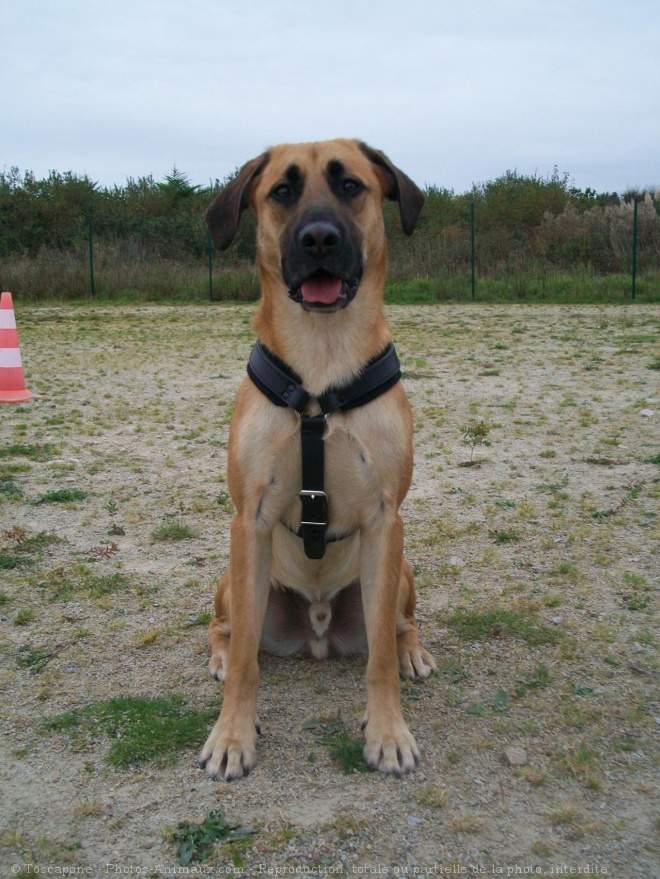 Photo de Berger belge malinois