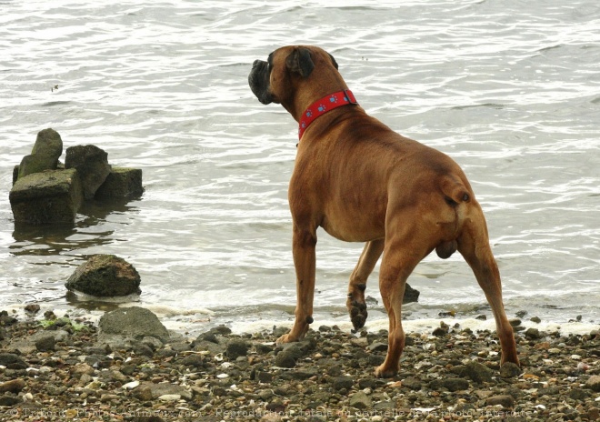 Photo de Boxer