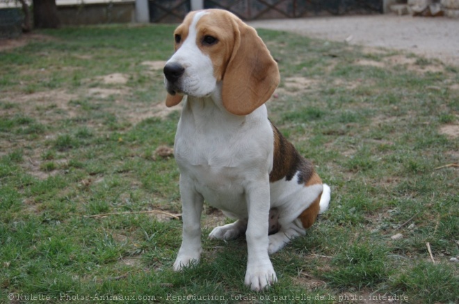 Photo de Beagle