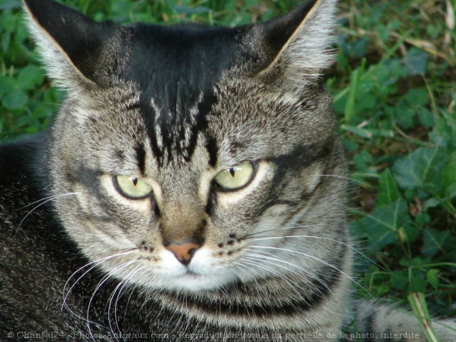 Photo de Chat domestique