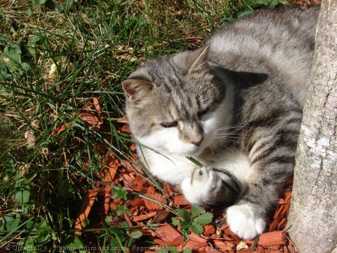 Photo de Chat domestique