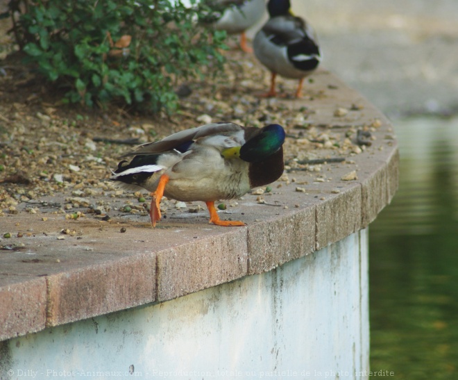 Photo de Canard colvert