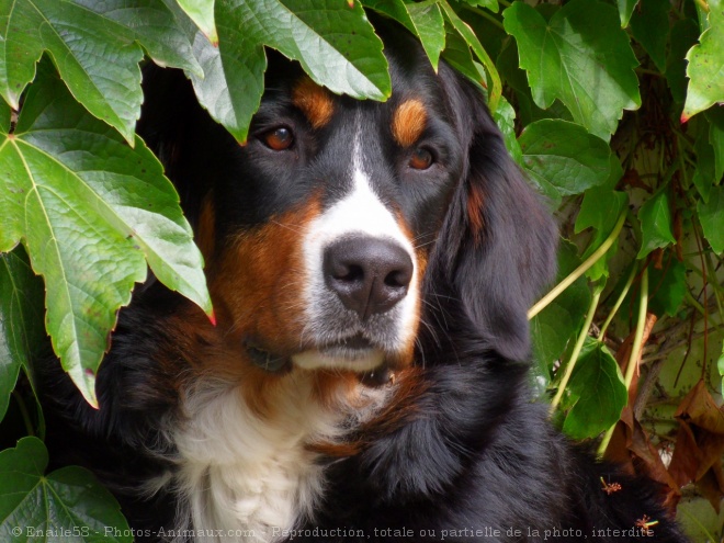 Photo de Bouvier bernois